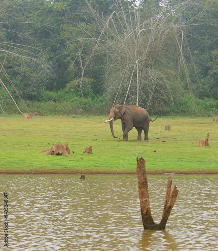 Photography Wild Elephant - photographed in forest of Kabini (Karnataka, India)