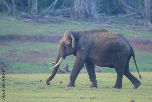 Photography Wild Elephant - photographed in forest of Kabini (Karnataka, India)