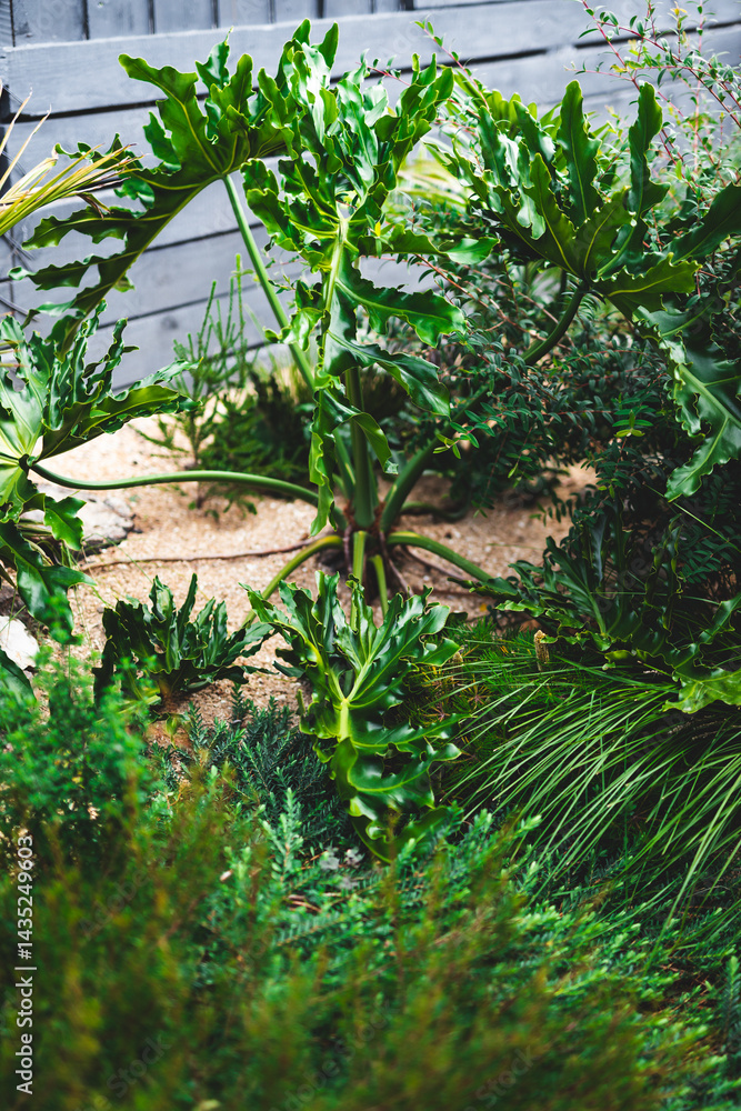 giant Philodendron leaves in Australian backyard with native plants