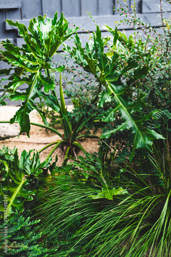 giant Philodendron leaves in Australian backyard with native plants