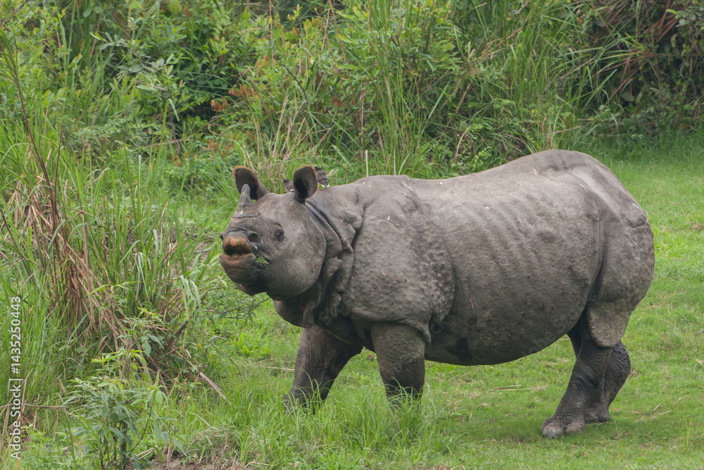 Obraz premium One Horned Rhino foraging in the grassland of Kaziranga National Park (India)