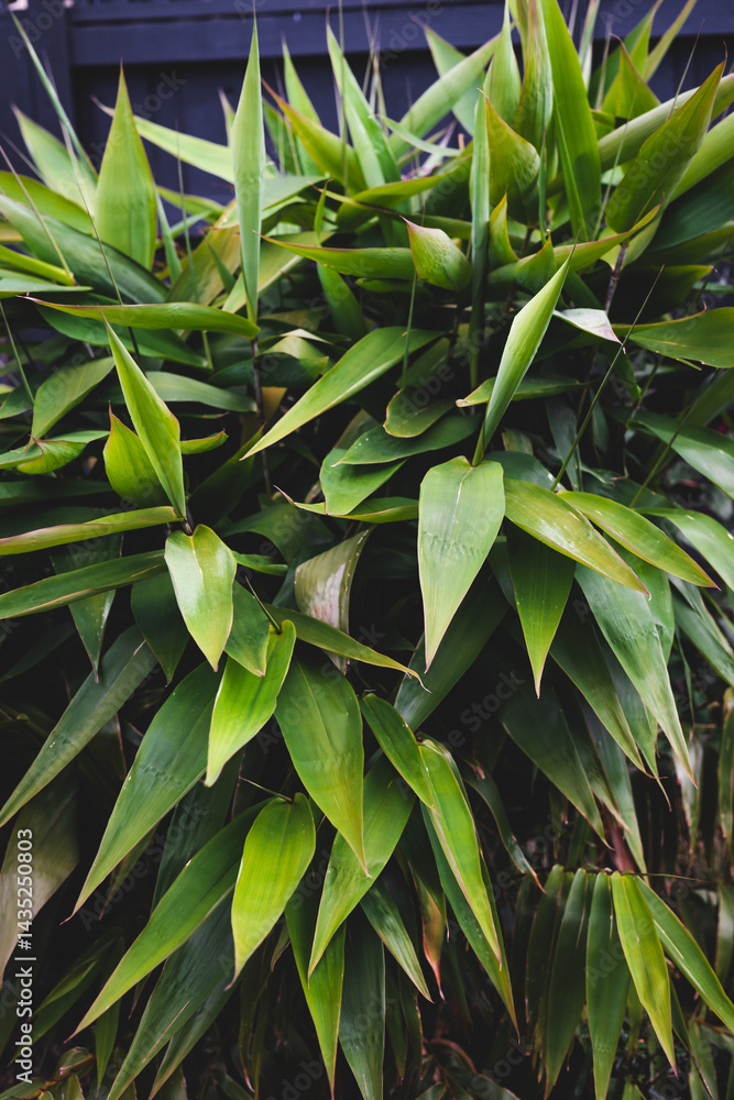 close-up of young bamboo plant in lush back yard with dark fence