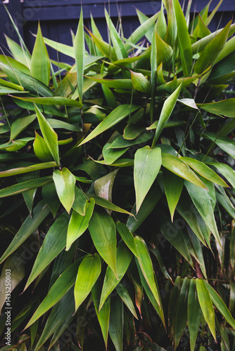 Obraz na płótnie close-up of young bamboo plant in lush back yard with dark fence w salonie