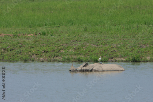 Foto One Horned Rhino wallowing in a lake during summer in Kaziranga National Park (I