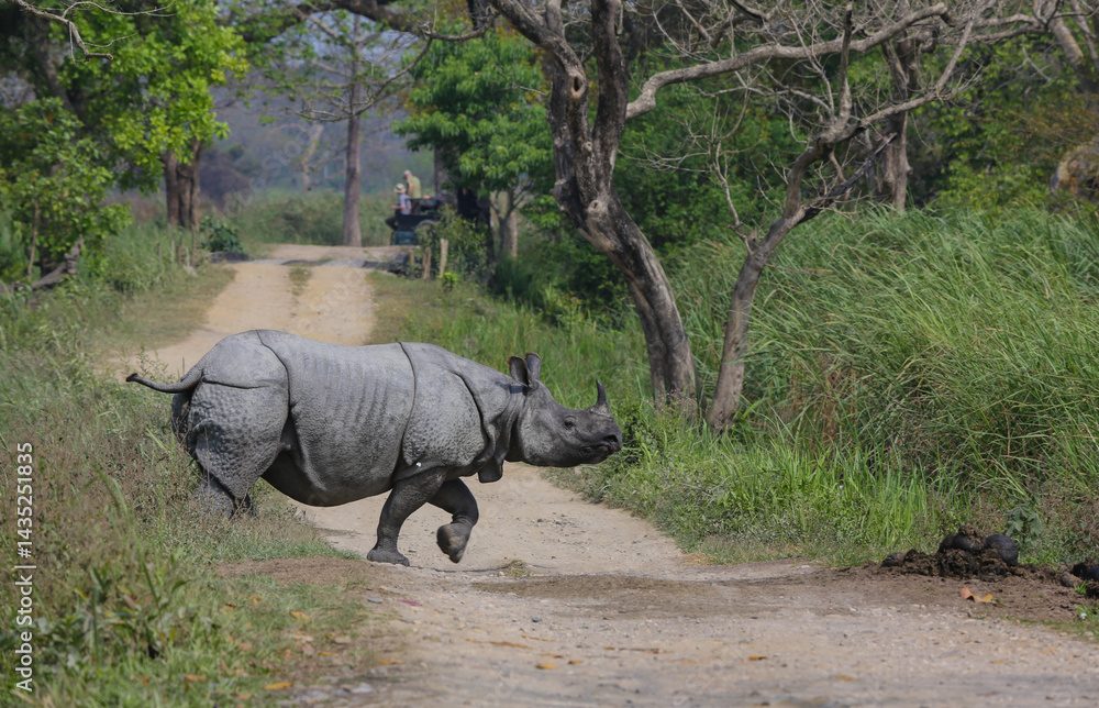 Fototapeta premium One Horned Rhino crossing the safari road in Kaziranga National Park (India)