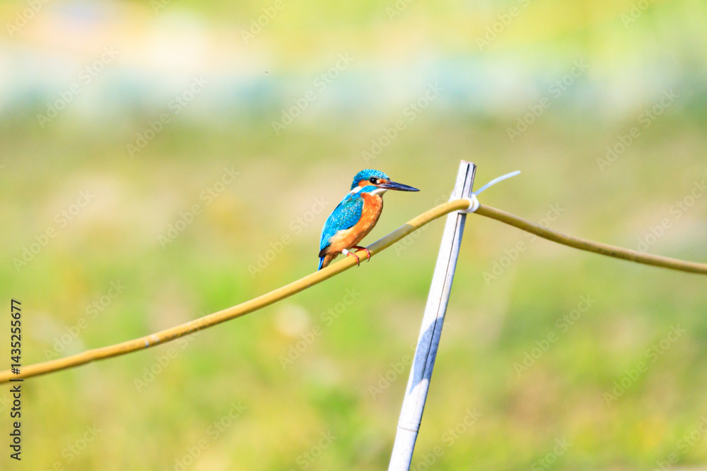 Vibrant Kingfisher Perched on a Wire in a Green Field, Long Valley, Hong Kong