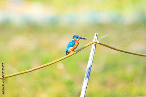 Obraz na płótnie Vibrant Kingfisher Perched on a Wire in a Green Field, Long Valley, Hong Kong w salonie