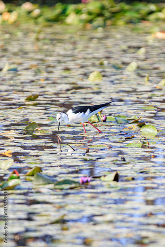 Black-winged Stilt Wading Gracefully Through Wetland Waters, Long Valley, Hong Kong