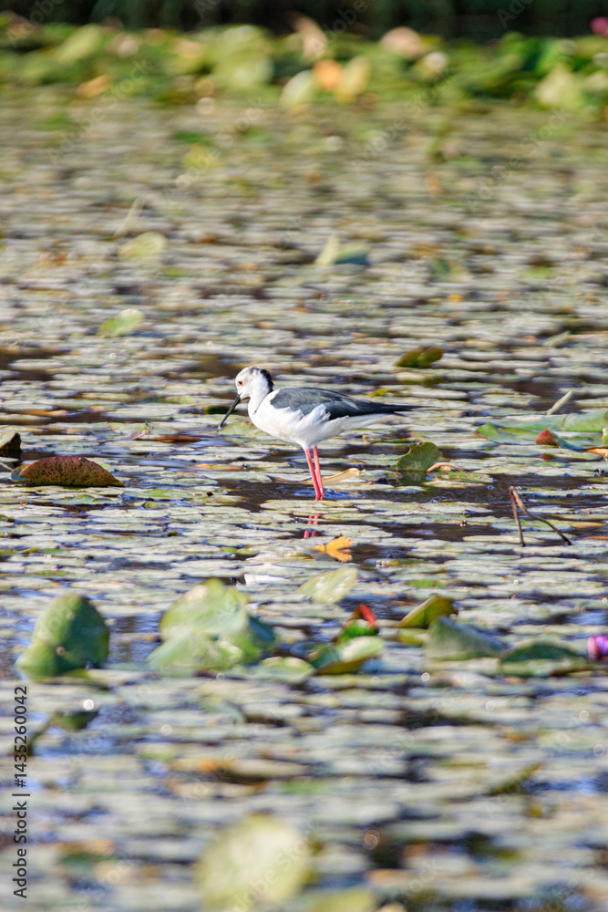 Black-winged Stilt Wading Gracefully Through Wetland Waters, Long Valley, Hong Kong
