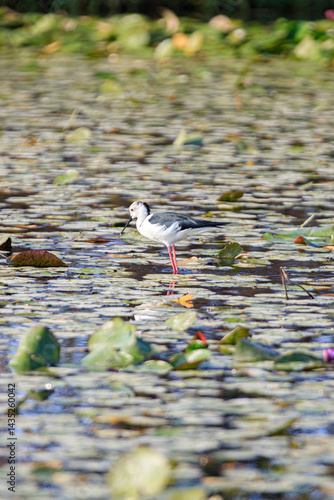 Obraz na płótnie Black-winged Stilt Wading Gracefully Through Wetland Waters, Long Valley, Hong Kong w salonie