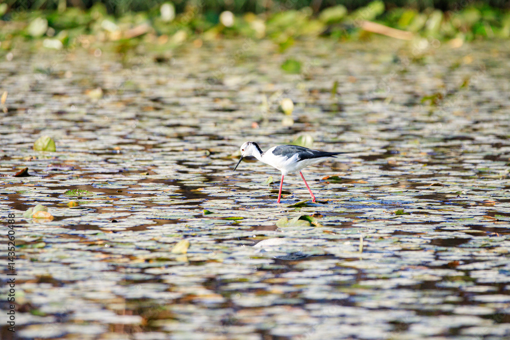 Black-winged Stilt Wading Gracefully Through Wetland Waters, Long Valley, Hong Kong