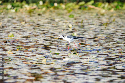Obraz na płótnie Black-winged Stilt Wading Gracefully Through Wetland Waters, Long Valley, Hong Kong w salonie