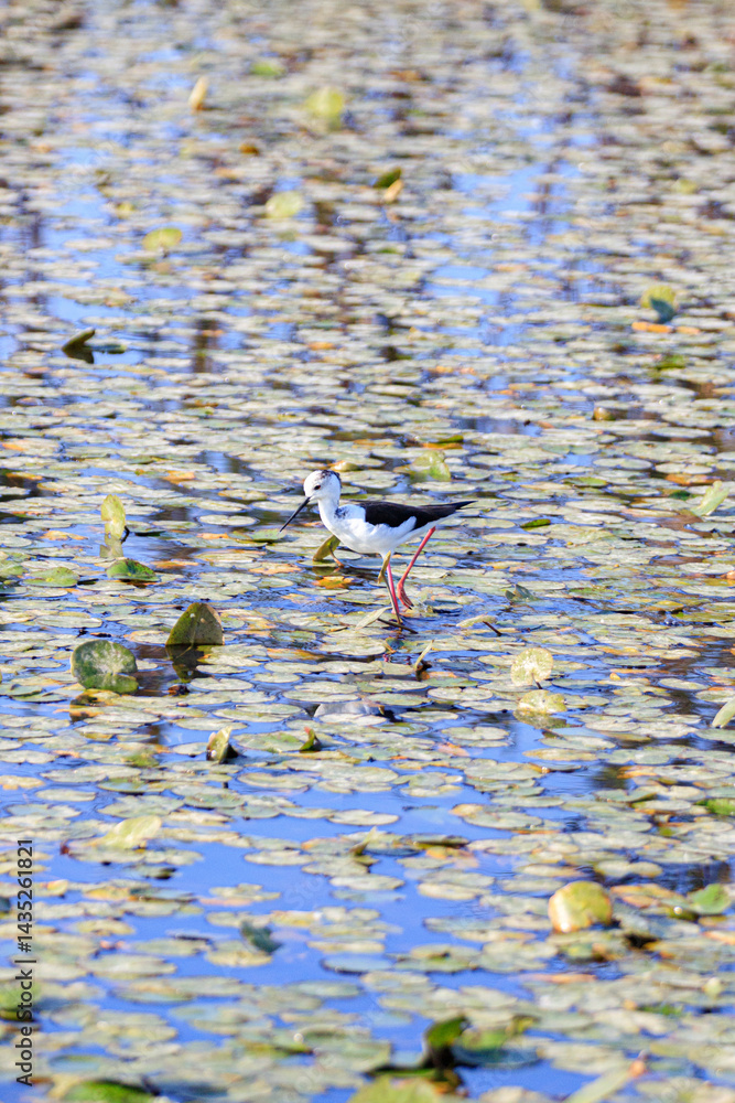 Black-winged Stilt Wading Gracefully Through Wetland Waters, Long Valley, Hong Kong