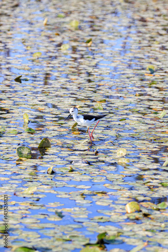 Obraz na płótnie Black-winged Stilt Wading Gracefully Through Wetland Waters, Long Valley, Hong Kong w salonie