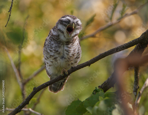 Photography A Spotted Owlet yawning - photographed in Masinagudi forest (Tamil Nadu, India)