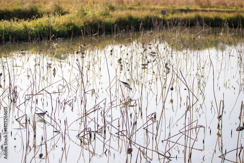 Wallpaper Mural Serene Wetland with Dry Stalks Torontodigital.ca