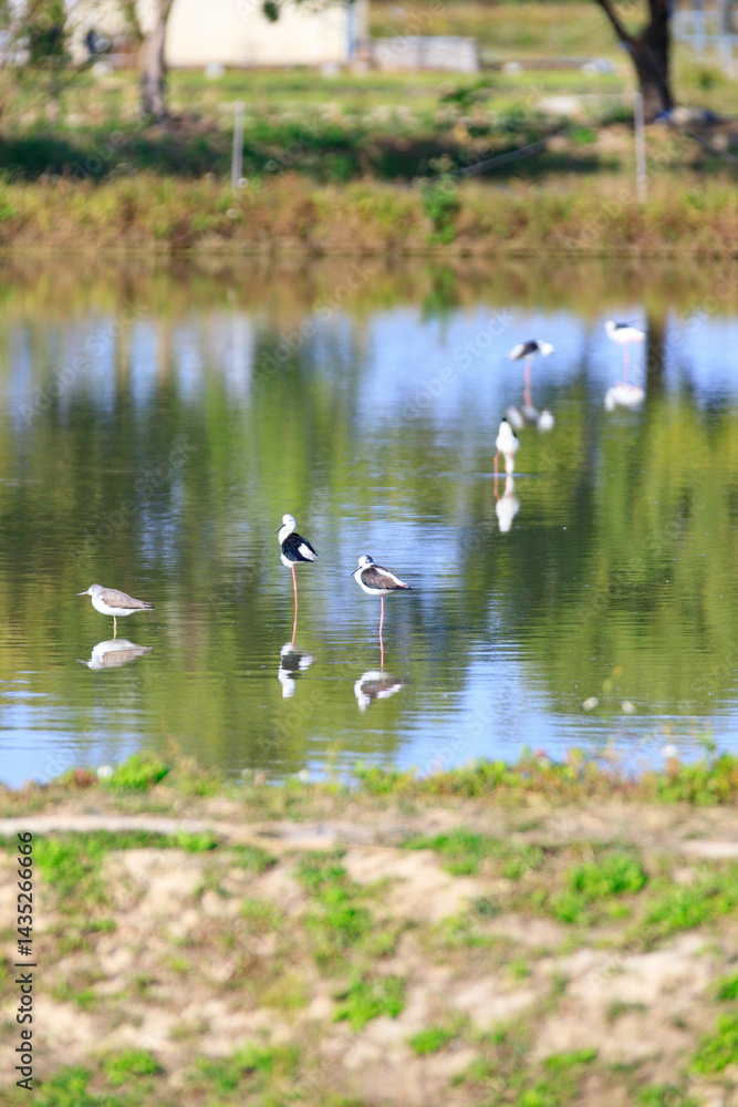 Wading Birds Reflecting on Still Water in a Peaceful Wetland Scene, Long Valley, Hong Kong
