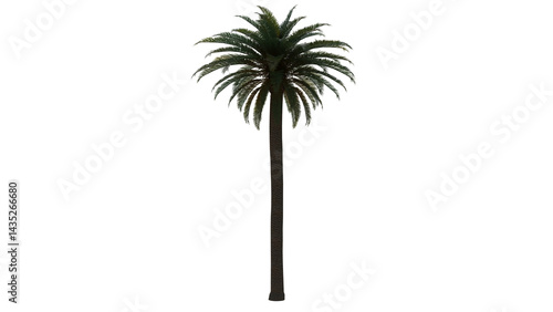 Tropical Tree