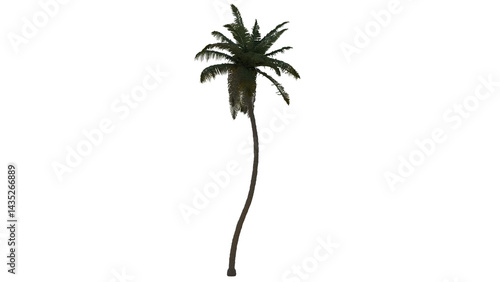 Tropical Tree