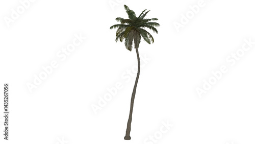 Tropical Tree