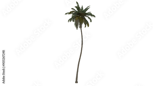 Tropical Tree