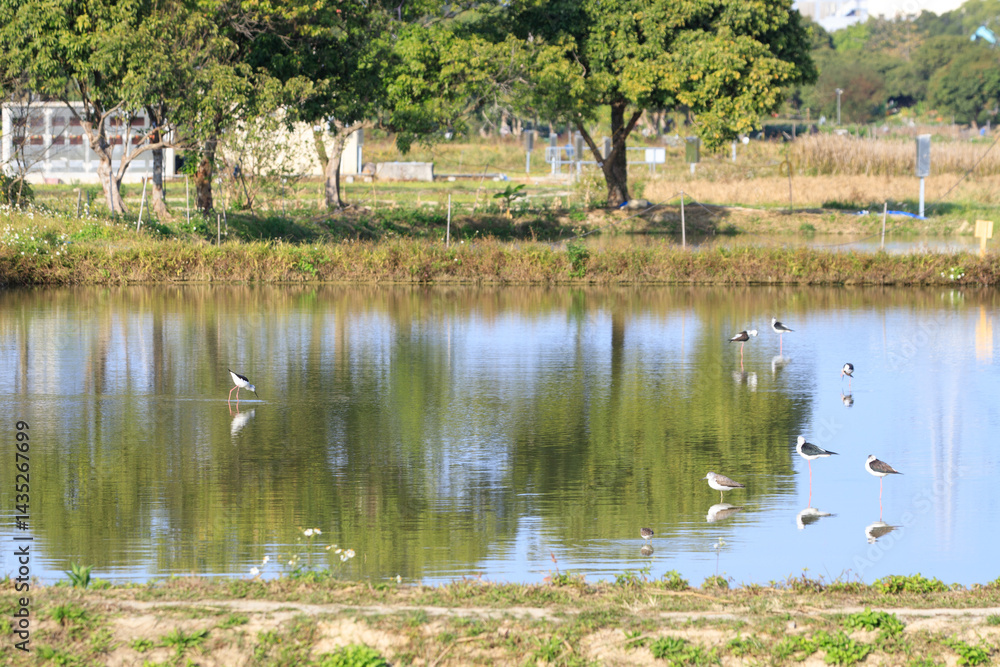 Wading Birds Reflecting on Still Water in a Peaceful Wetland Scene, Long Valley, Hong Kong