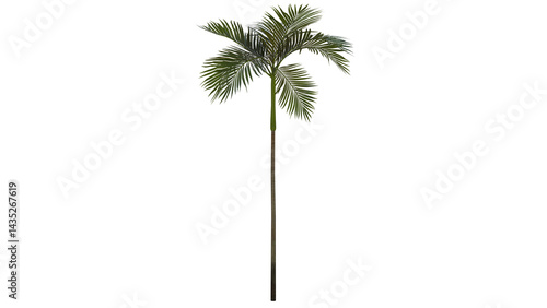 Tropical Tree