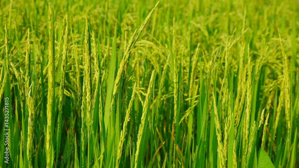 Obraz premium Rice field agriculture grain food yield season