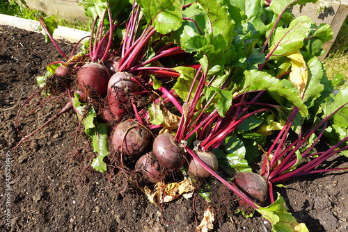 Freshly harvested beetroots lying on the ground