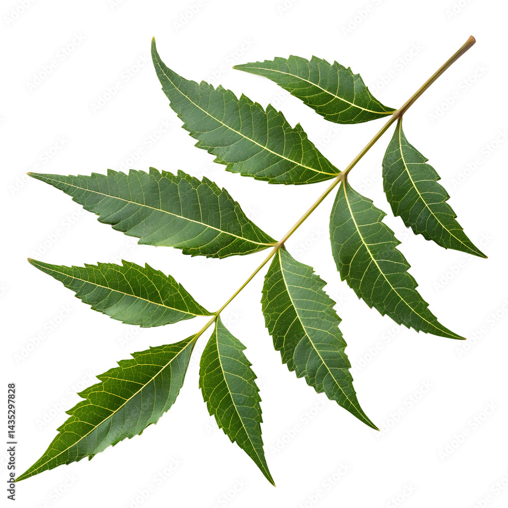 Fototapeta premium Neem Leave White Background