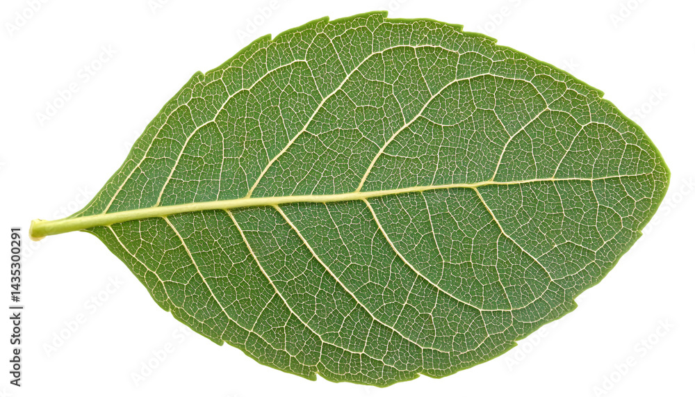 Detailed close-up of a leaf's intricate vein structure Detailed close-up of a leaf's intricate vein structure