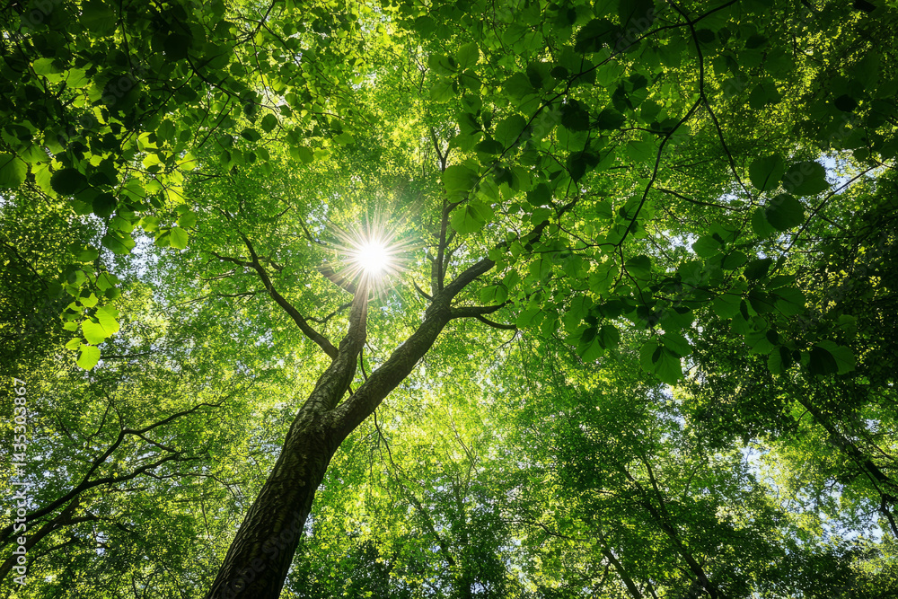 Obraz premium Looking up at tall trees with sunlight beaming through vibrant green leaves in a peaceful forest canopy