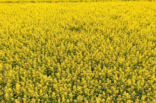 Cuadro en lienzo Aerial view of a vibrant yellow rapeseed field in full bloom