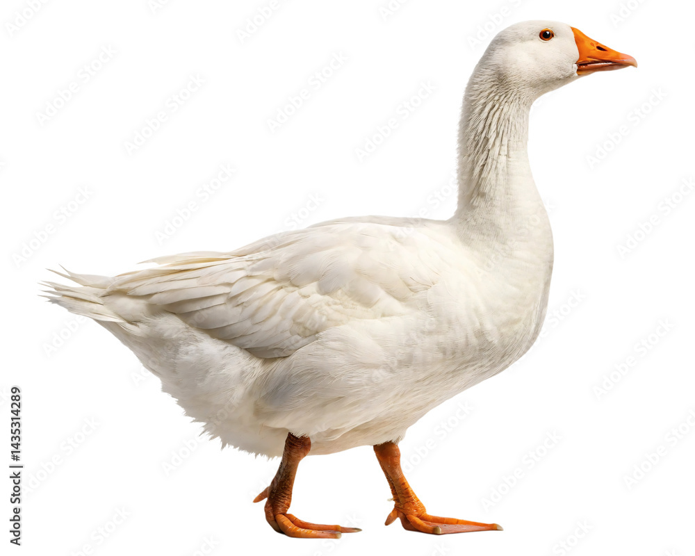 goose isolated on transparent background goose isolated on transparent background