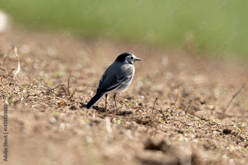Pied Wagtail Bird On The Ground Pied Wagtail Bird On The Ground