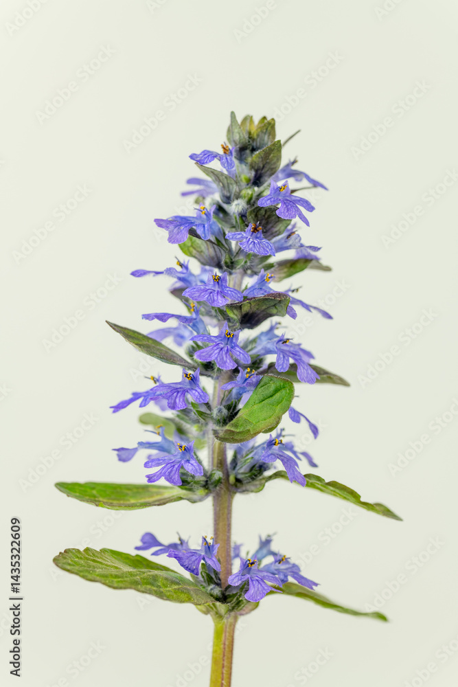 Ajuga (Ajuga reptans) in full blooming in Japan