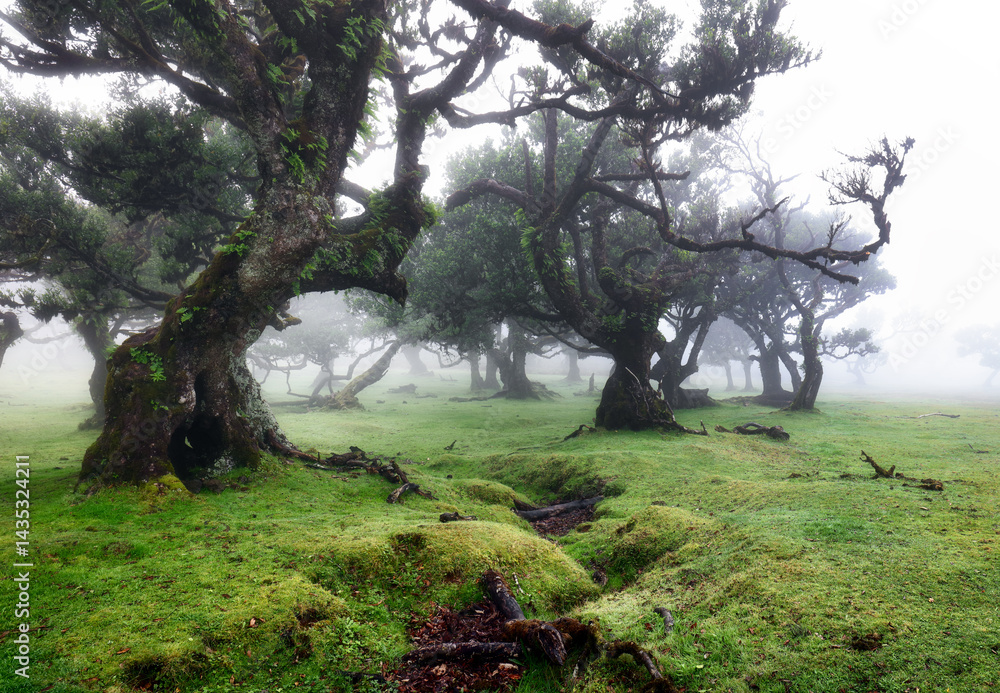 Obraz premium The magical fairy forest of Fanal, Madeira on a misty day, a tranquil landscape with beautiful ancient laurel trees, Laurissilva Nature Reserve, Madeira