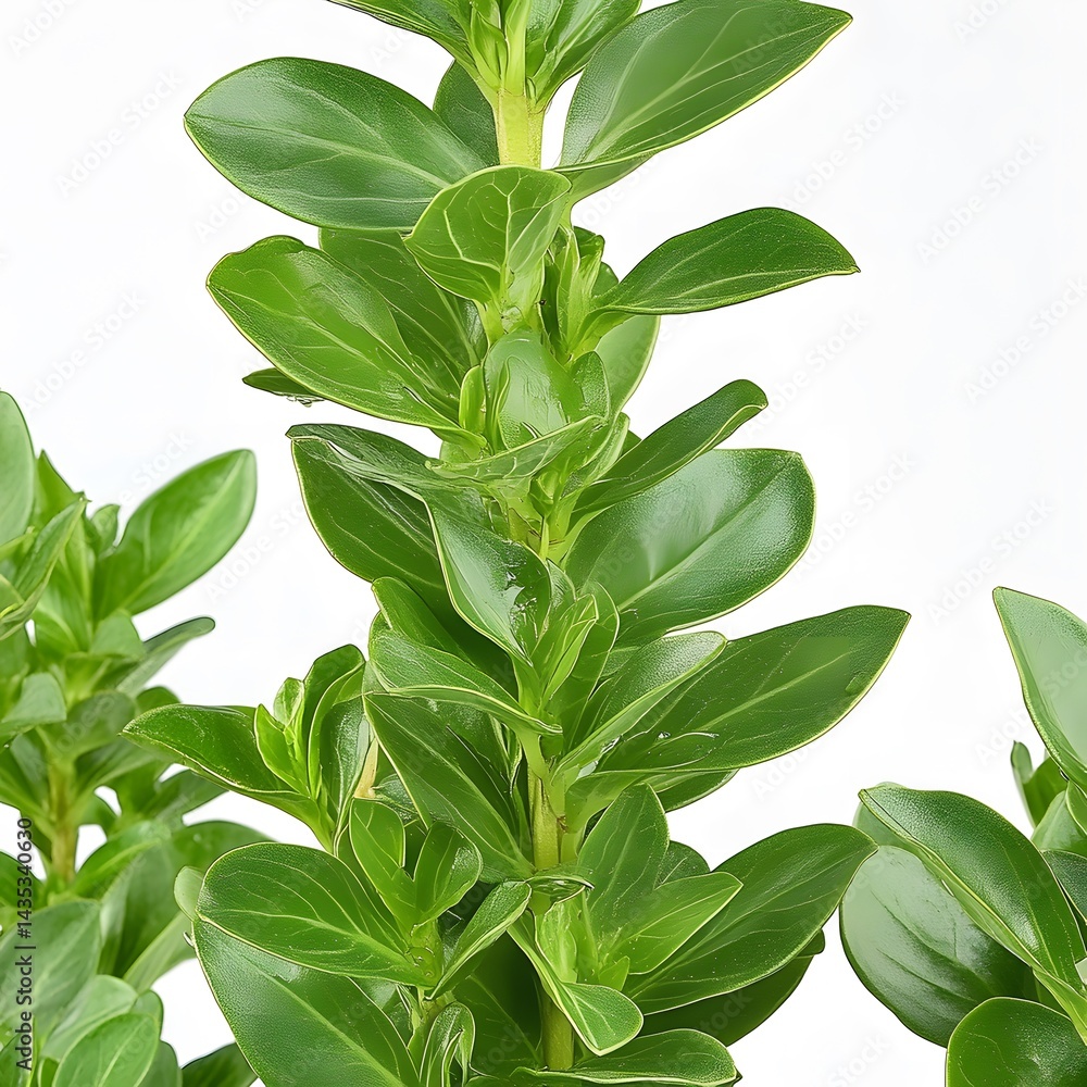 Fototapeta premium Lush Green Plant Stem with Vibrant Leaves Detailed Closeup
