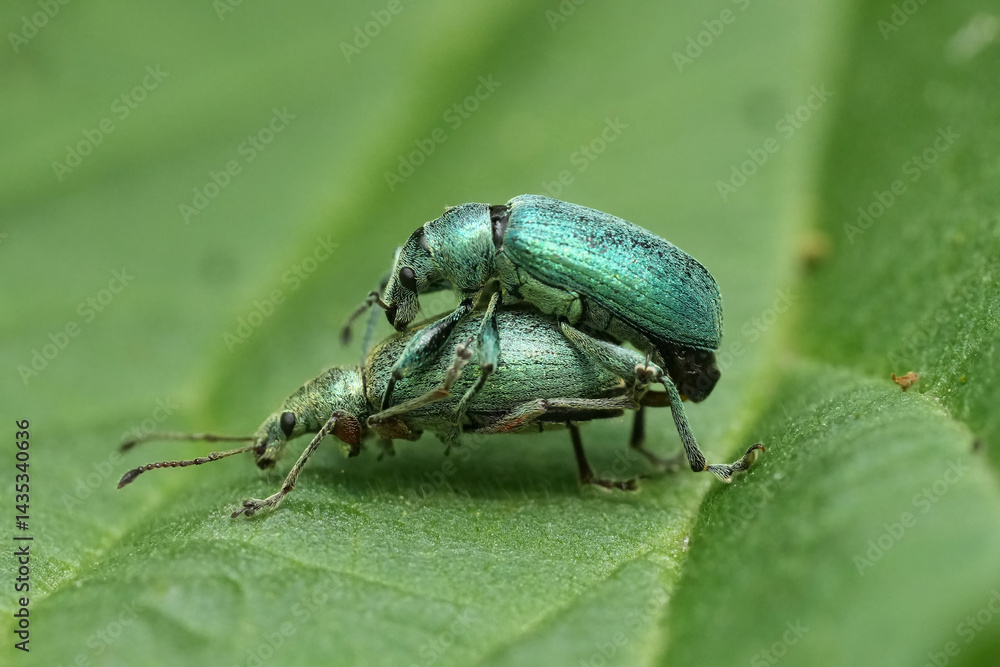 Naklejka premium Closeup on a male and female metallic green netlle weevil beetle, Phyllobius pomaceus, on a green leaf