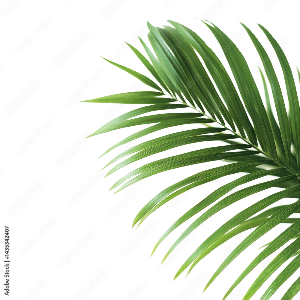 Obraz premium Closeup view of lush palm leaves showcasing intricate details against a clean Transparent background, Closeup view palm leaves isolated on PNG background