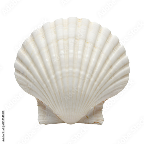 Seashell Texture:  Close-up View with Transparent Background