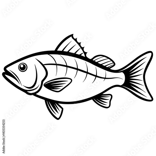 Minimal Barramundi Fish Vector on White