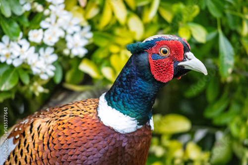 Portrait of the common pheasant also ring-necked pheasant in a garden.