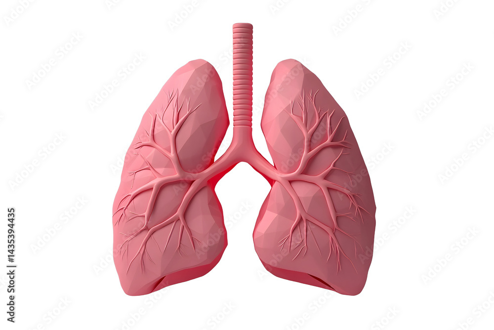 Detailed 3D Model of Human Lungs with Realistic Anatomical Features Detailed 3D Model of Human Lungs with Realistic Anatomical Features
