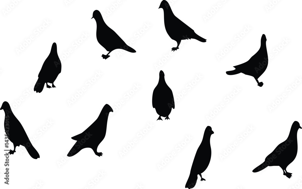 A set of silhouettes of pigeons. Vector illustration A set of silhouettes of pigeons. Vector illustration