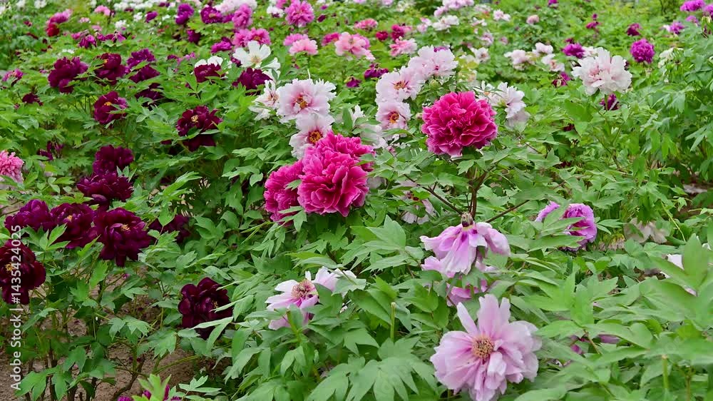 Peony Peony