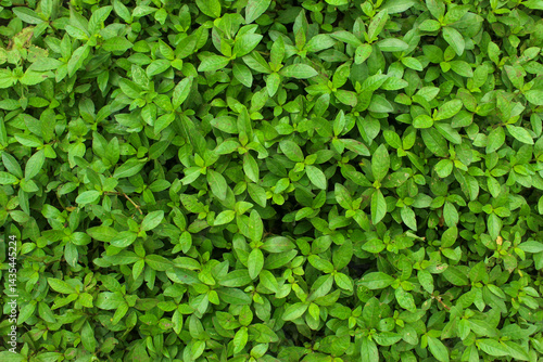 Wallpaper Mural background of green leaves Torontodigital.ca