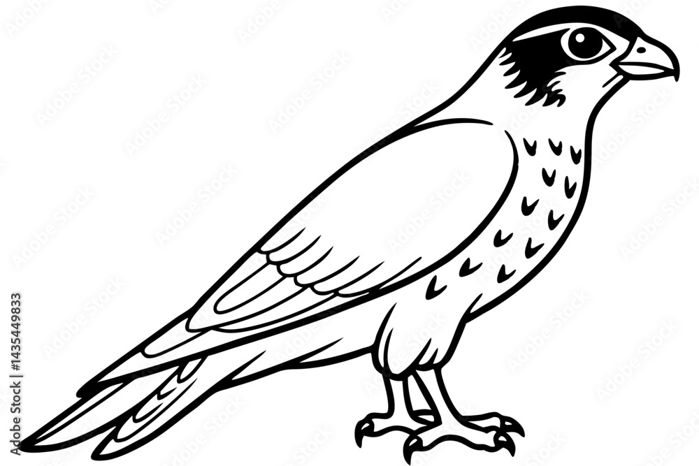 Fototapeta premium Falcon vector illustration line art and white background