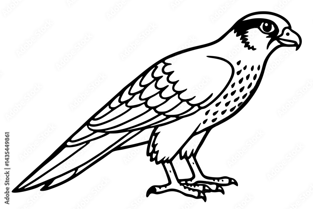 Falcon vector illustration line art and white background Falcon vector illustration line art and white background