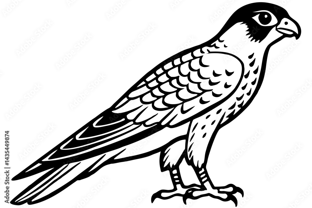 Fototapeta premium Falcon vector illustration line art and white background